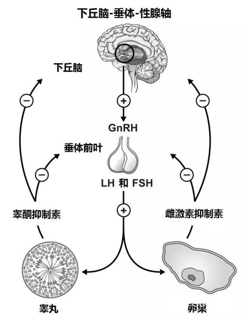 风水与生育有关吗（风水如何影响生育能力）