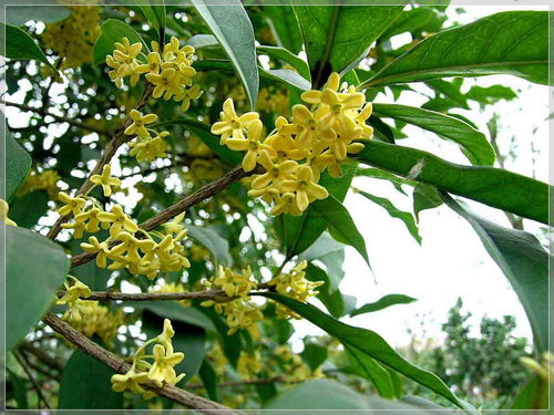 桂花风水摆放禁忌（如何正确摆放桂花以增加财运）