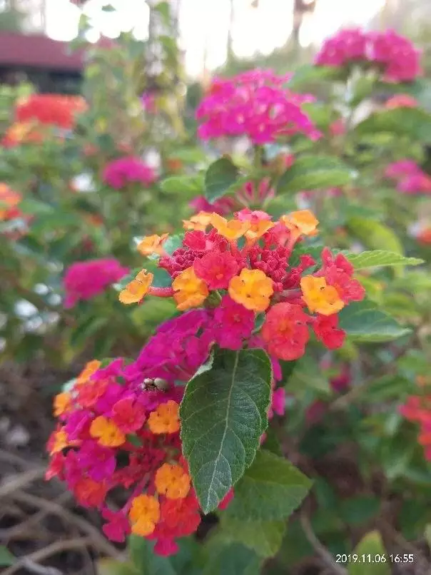 十二星座守护花花语，12星座守护花