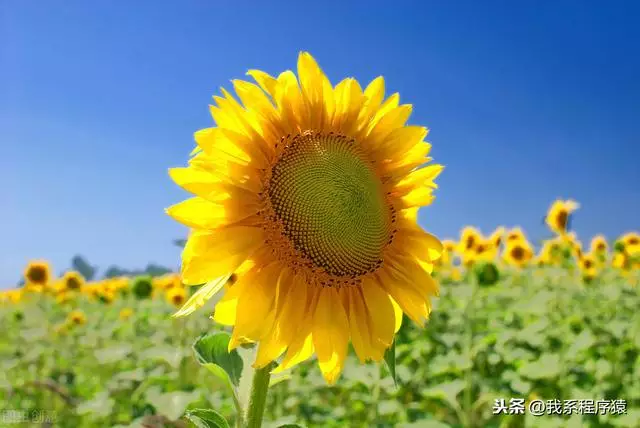 白羊座男生的性格特点分析，白羊座性格特点男感情