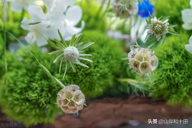 白羊男一见面就亲你，白羊男和你说他的情史